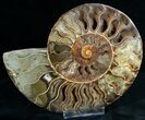 Gorgeous Cut & Polished Ammonite #6872-4